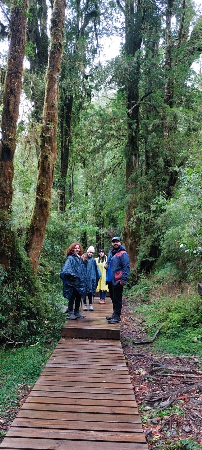 Trekking Parque Nacional Alerce Andino (Full Day) - imagen 4 de 7