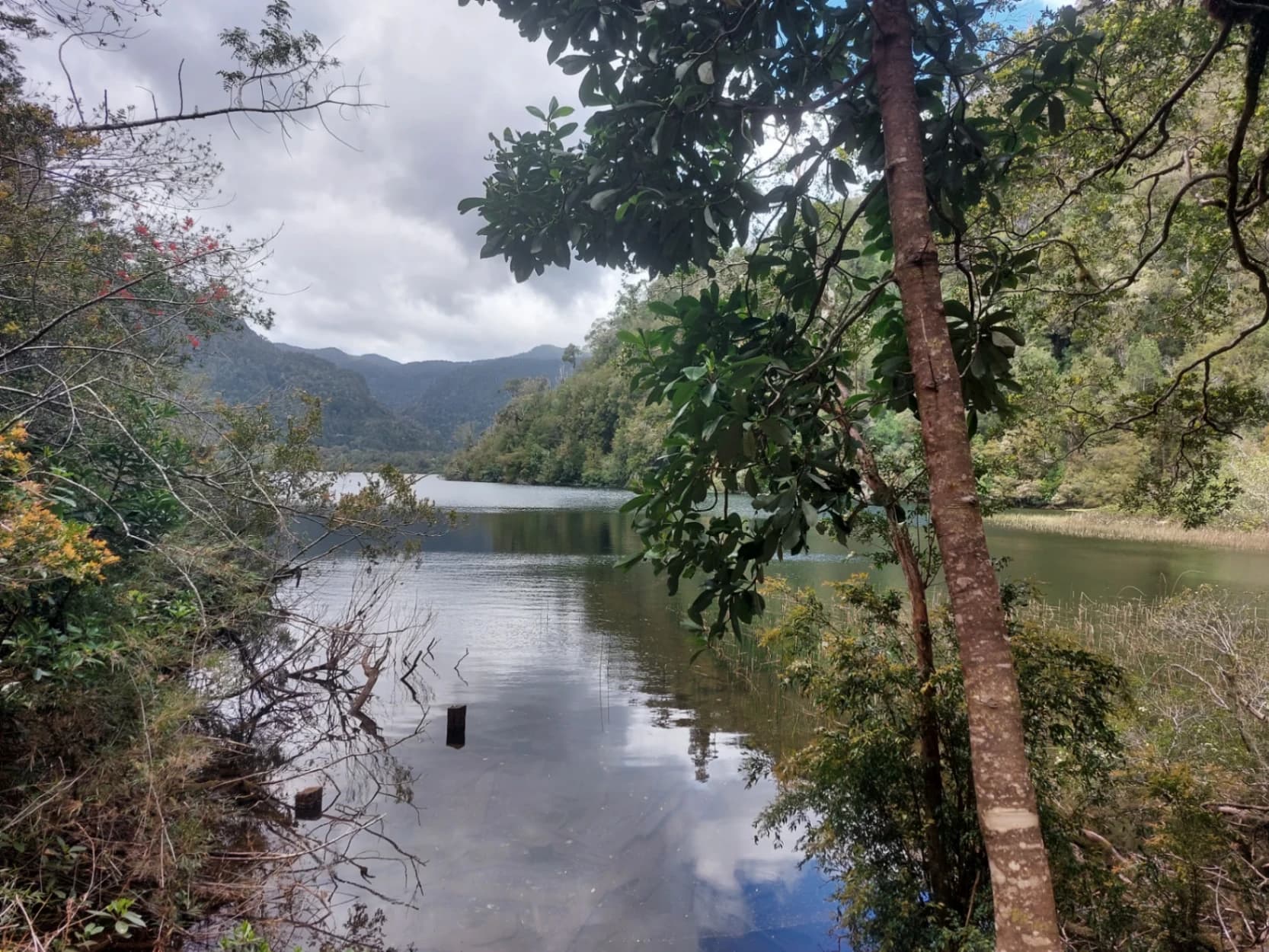Trekking Parque Nacional Alerce Andino (Full Day) - imagen 2 de 7