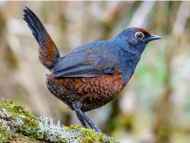 Trekking Parque Nacional Alerce Andino (Full Day) - imagen 1 de 7