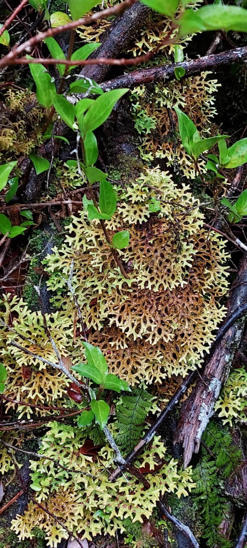 Trekking Parque Nacional Alerce Andino (Full Day) - imagen 6 de 7