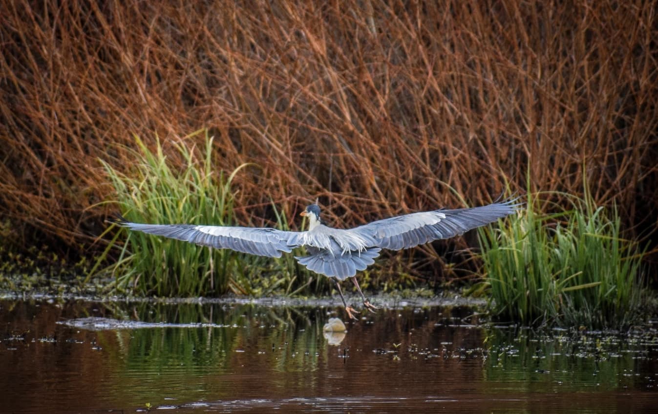 Safari Fotográfico Río Maullín-Natureleza en Estado Puro - imagen 7 de 8