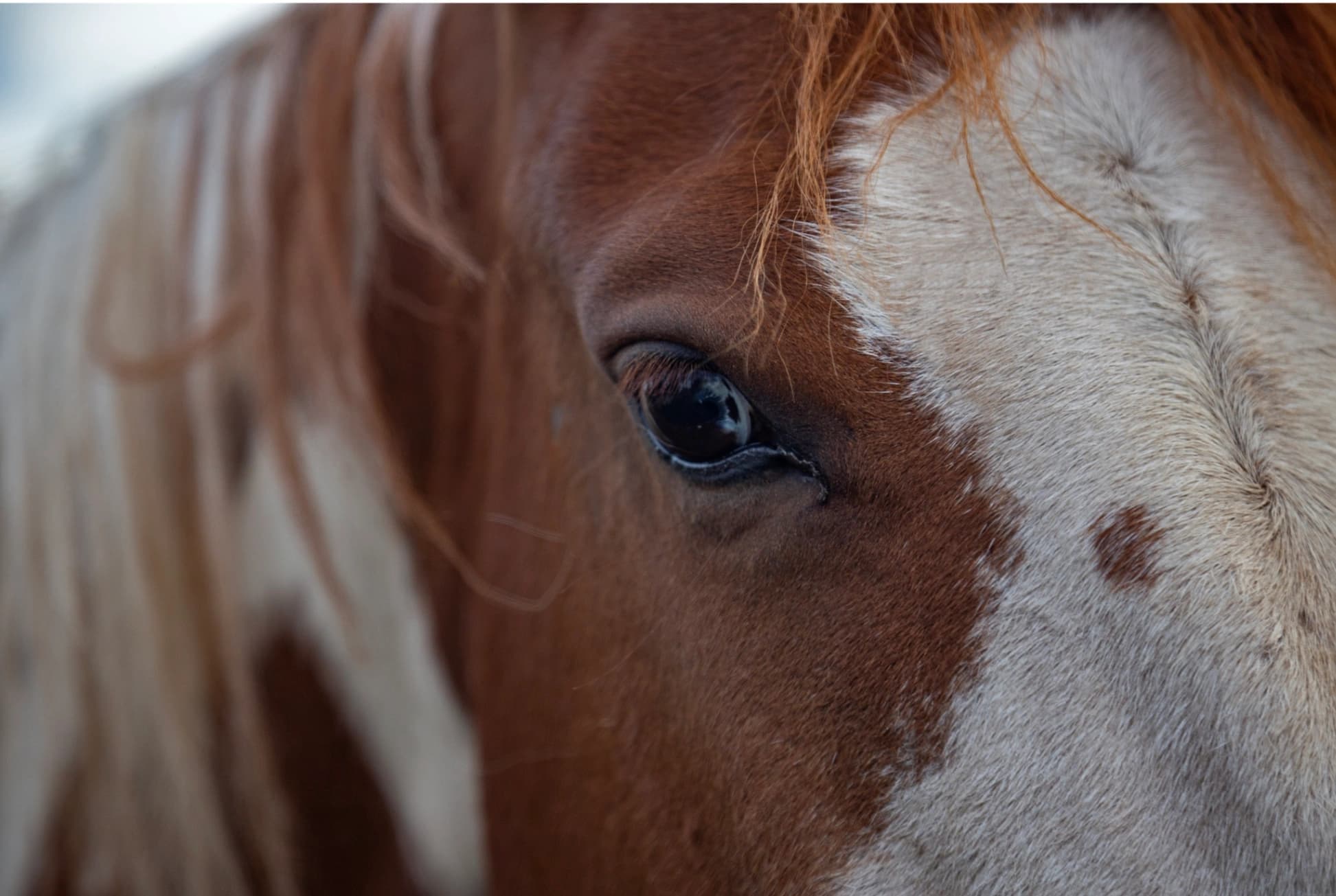 Horse Experiences - imagen 1 de 4