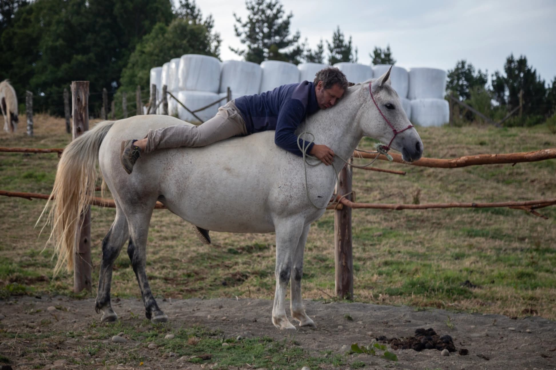 Horse Experiences - imagen 3 de 4