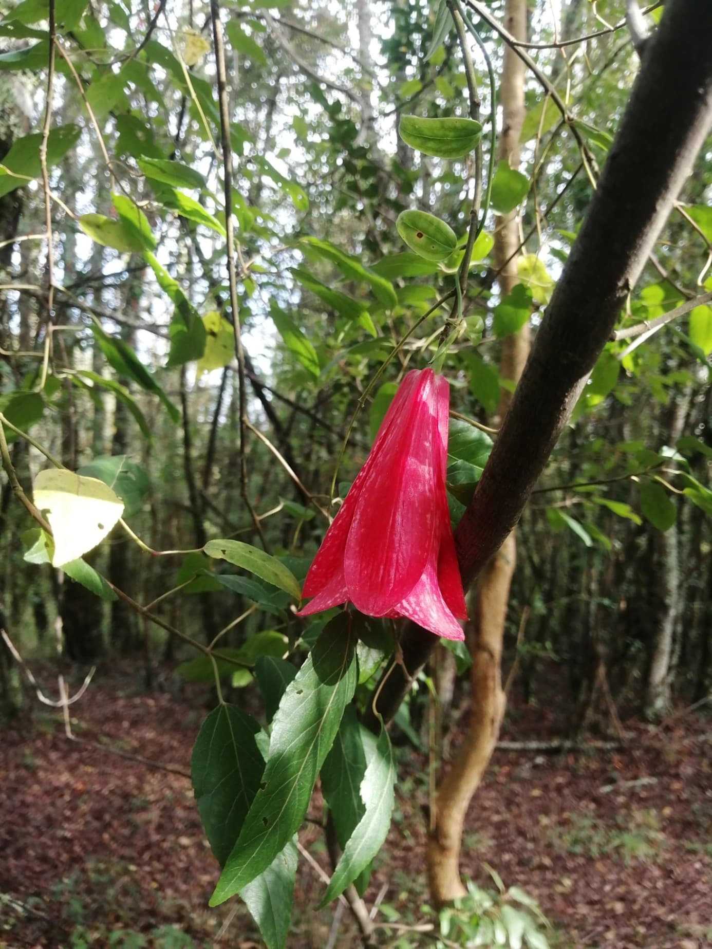 Sendor Awaken Your Senses - imagen 3 de 6